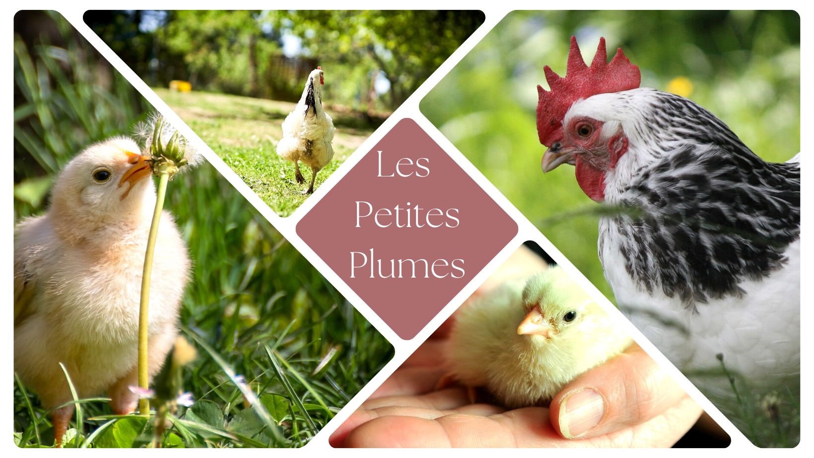 Les Petites Plumes